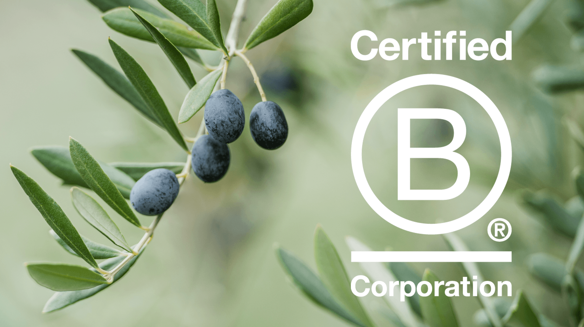 certified B Corp logo with olive branch