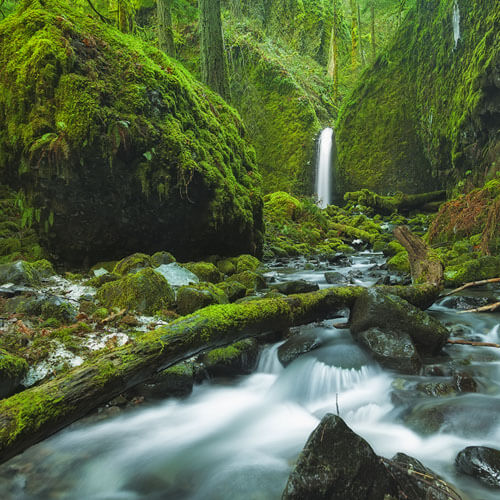 a waterfall in a mossy forest