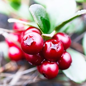 cranberry bush