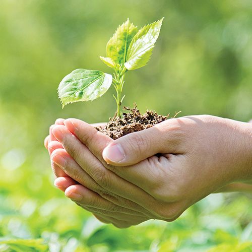 Hands holding a small plant