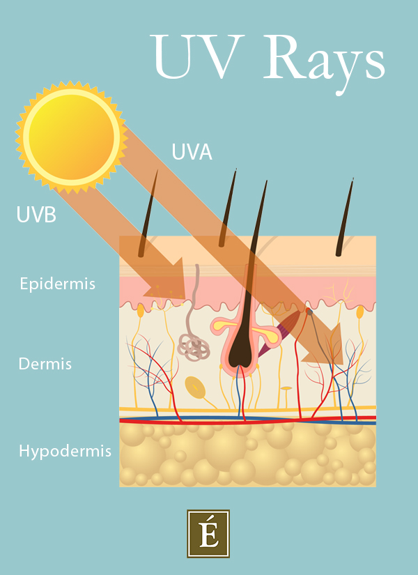 Infographic distributing how UV Rays impact the epidermis, dermis and hypodermis