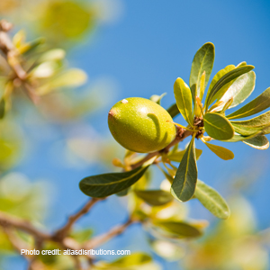 An argan nut growing on a branch