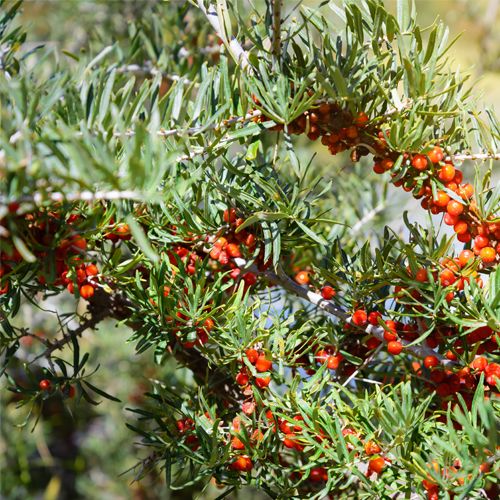 Seabuckthorn berry bush