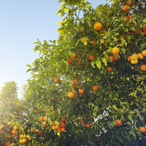 An orange tree