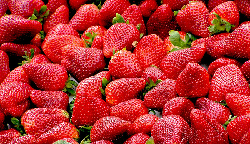 A mass of large, red strawberries with green leafy caps attached. 