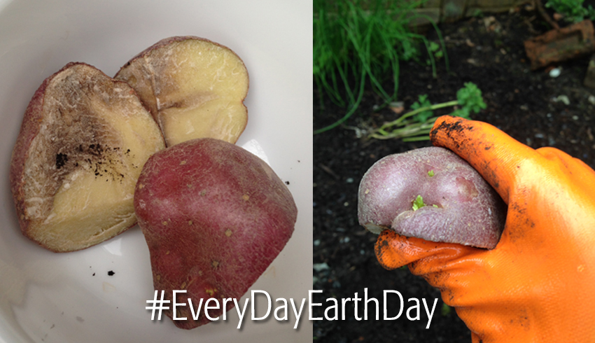 #EveryDayEarthDay: How To Recycle Your Veggies