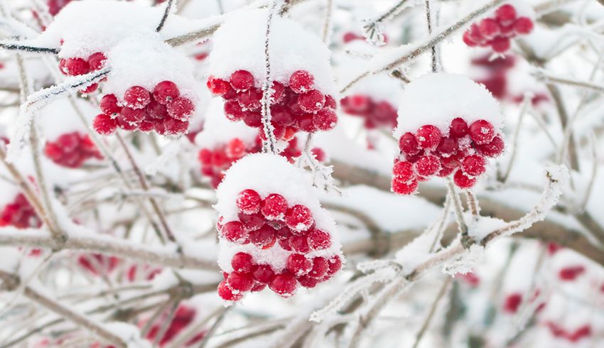 winter cranberries