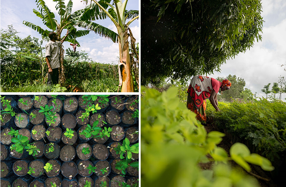 Photo collage of farmers and crops from Trees for the Future in Senegal and Tanzania