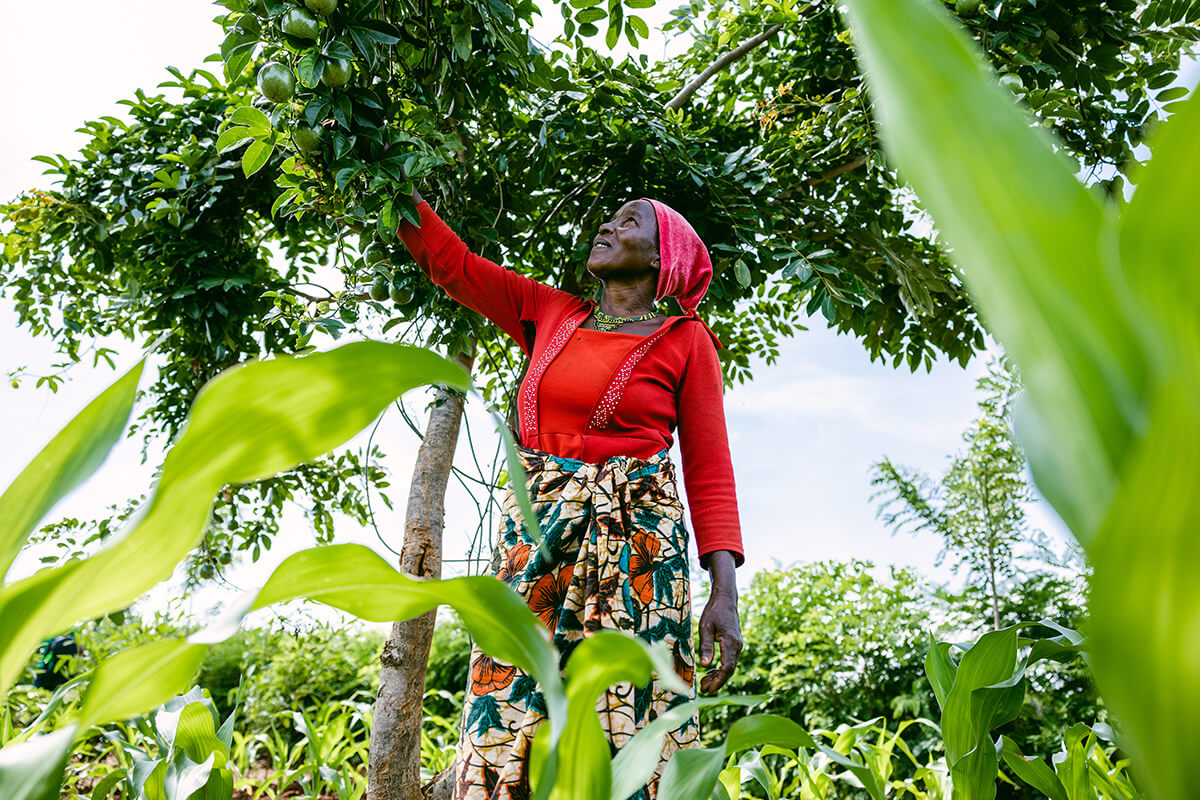 Farmer in Tanzania with fruit tree