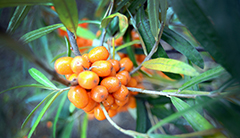 A cluster of fruit growing on a branch. 