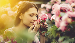 A woman leaning in to a rose bush to smell roses growing on a stem. 
