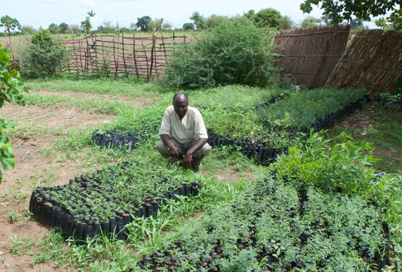 A man poses with seedlings bound for the Koungheul, Senegal, Forest Garden Project