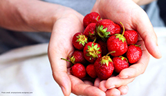 A woman holds strawberries in her two cupped hands. 