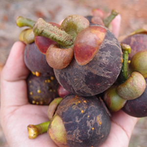 Hand holding several mangosteens