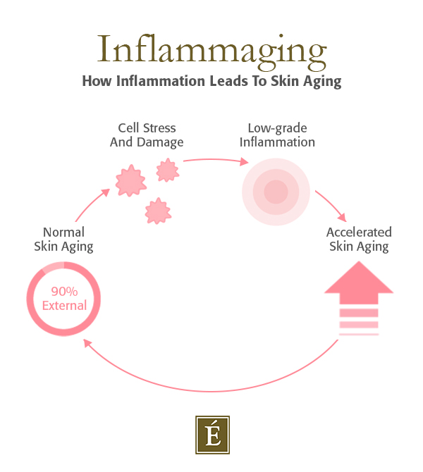 Infographic: How Inflammation Leads to Skin Aging
