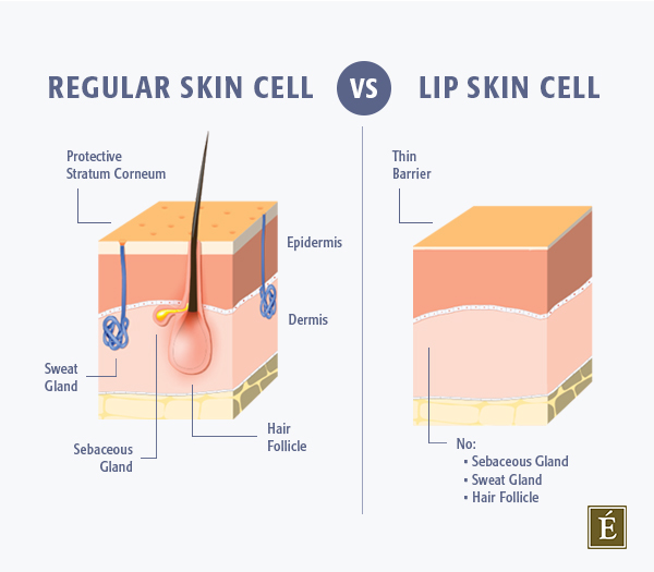 cross section of a regular skin cell versus a lip skin cell