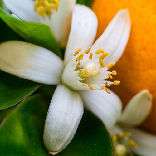 Closeup of Neroli Flower and Orange