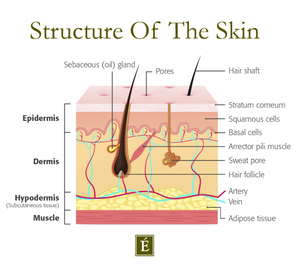 structure of skin infographic