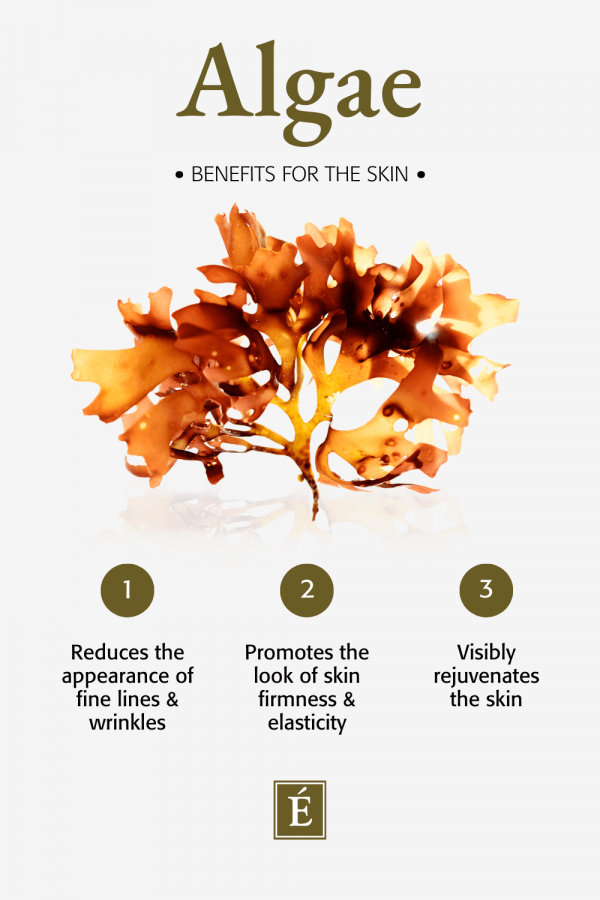 Infographic: The Benefits of Algae for Skin