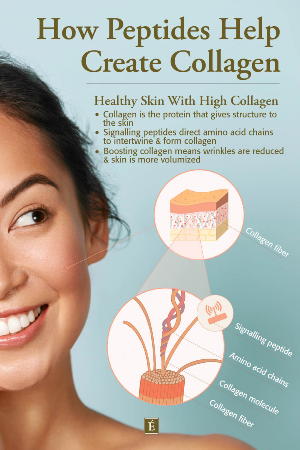 Infographic: How Peptides Help Create Collagen