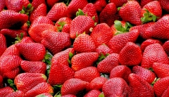 Red, ripe strawberries. 