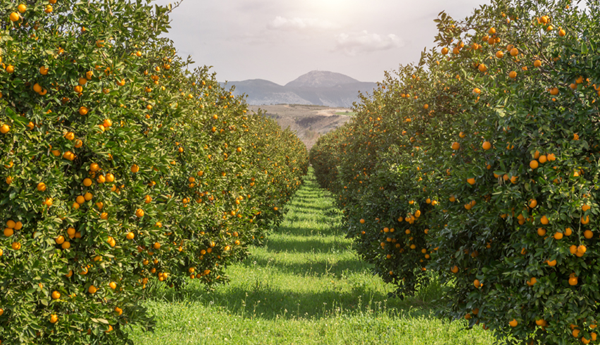 What Is Neroli Oil And How Does It Benefit Your Skin Eminence